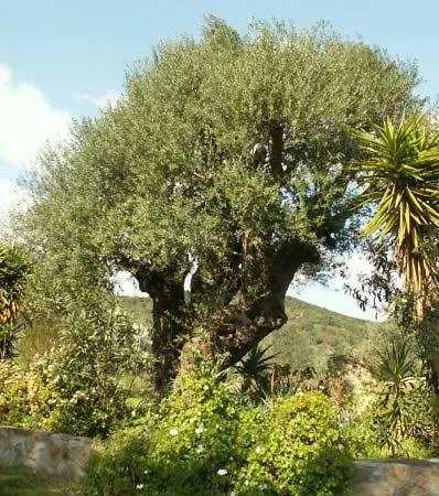 Camboni * Annunziata (Sardinia)